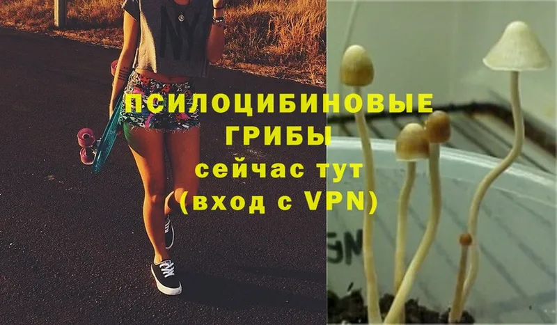 Галлюциногенные грибы Cubensis  Нижнеудинск 